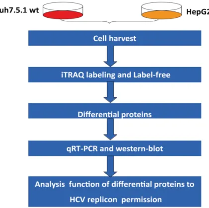 Fig 1. The overall workflow. Huh7.5.1 wt and HepG2 whole-cell proteins were harvested and analyzed using the Label-free and iTRAQ proteomic approaches, and the differential proteins were verified by qRT-PCR and western blot