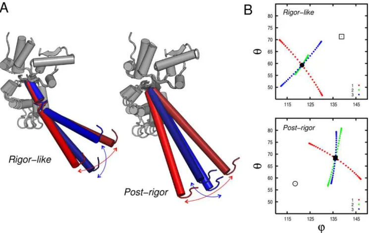 Figure 7. Lever-arm motion encoded in the lowest-frequency modes in the rigor-like and post-rigor states of myosin V