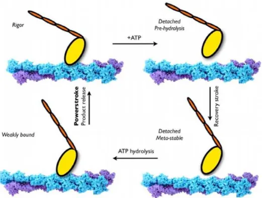 Figure 1. The Lymn–Taylor functional cycle of the actomyosin complex [6,13] (adapted from Yu et al