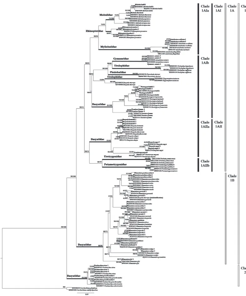 Fig 1. COI gene phylogenetic relationships of stingrays (phylogram). The bootstrap values (ML/Bayesian Inference) are shown at branches.