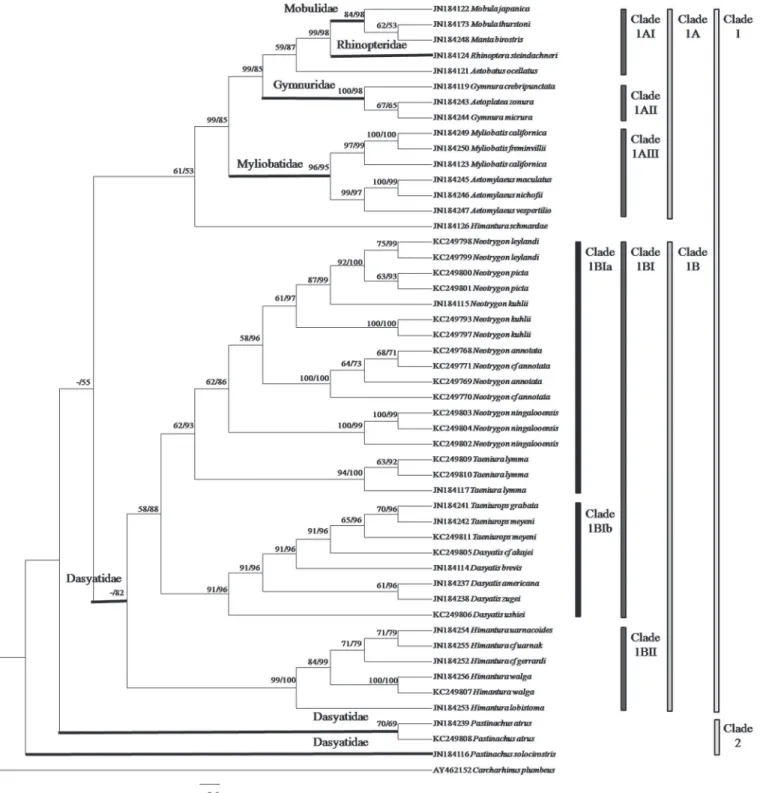 Fig 3. RAG1 gene phylogenetic relationships of stingrays (cladogram). The bootstrap values (ML/Bayesian Inference) are shown at branches.
