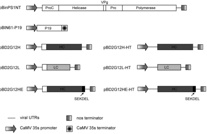 Figure 1. Schematic representation of the plant expression cassettes used to express 2G12