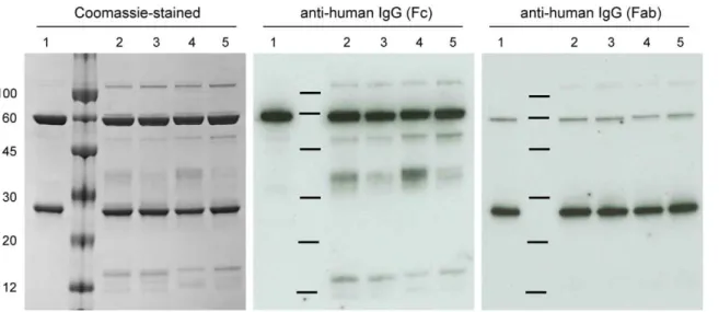 Figure 3. Relative abundances of glycoforms for each of the purified 2G12 variants with diagrammatic structures of each glycotype
