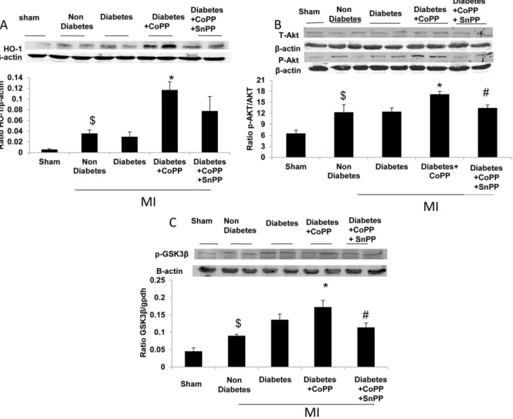 Figure 6. HO-1 induction increases HO-1, AKT and GSK3b expression in diabetic hearts. A:CoPP treatment significantly increased HO-1 expression levels (Means 6 SD, n = 5