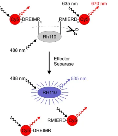 Fig 1. Schematic of fluorescent dye Rhodamine 110 (Rh110) activation following proteolytic cleavage by effector Separase