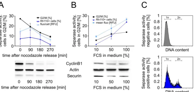 Fig 3. Separase activity during mitotic progression in U937 cells. (A) U937 cells arrested in G2/M by nocodazole were monitored by flow cytometry at 0, 90, 180, and 270 min after release from the nocodazole block