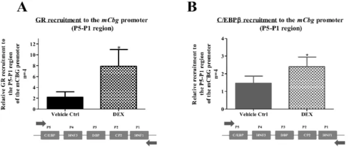 Figure 7. The GR is recruited to the mouse Cbg promoter in response to DEX. BWTG3 cells were treated with 10 mM DEX for 2 hrs followed by ChIP assay, as described in the Material and Methods