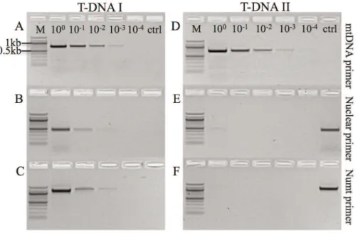 Figure 1. Test for the presence of mitochondrial and nuclear DNA in serial dilution series’ T-DNA I &amp; T-DNA II