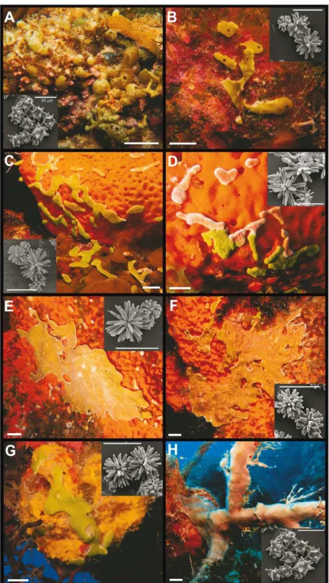 Figure 1. Images of Bahamian ascidians and their spicule types. (A) Trididemnum cyanophorum from Sweeting’s Cay (SC 2-1); (B) Lissoclinum aff