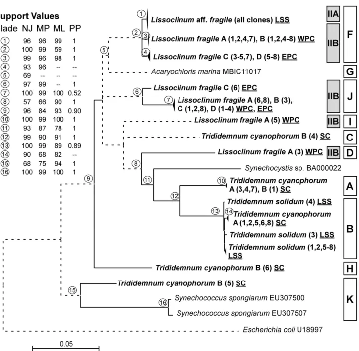 Figure 4. Phylogeny of 16S–23S ITS gene sequences from cyanobacteria isolated from Bahamian ascidians