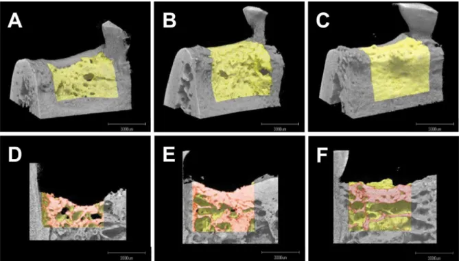 Fig 3. Representative μCT images. Upper column: buccal images of the defect region (newly formed bone shown in yellow).