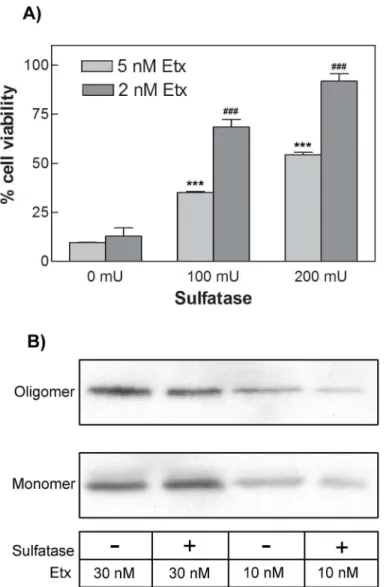 Fig 7. Sulfatase pretreatment of MDCK cells significantly prevents the cytotoxic effect of Etx but does not affect toxin oligomerization