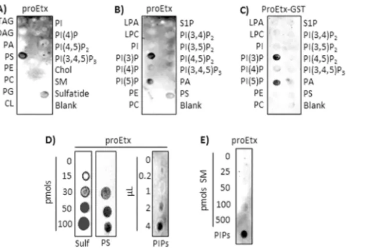 Fig 3. proEtx binds to PS, monophosphorylated PIs and sulfatide. (A) and (B) 2.5 μg/mL of proEtx were overlaid on commercial membranes containing 100 pmols of lipid and detected as in Fig 1