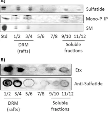 Fig 4. Binding of Etx correlates with the presence of sulfatide and mono-P IPs in DRM