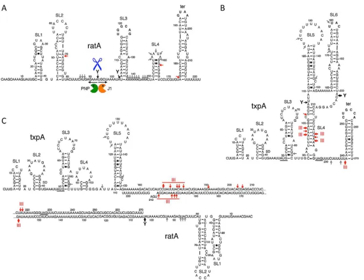 Figure 7. Degradation of txpA (AUGRAAG) mRNA by RNase III is RatA-dependent. Northern blots performed on RNA isolated at times (min) after rifampicin addition in (A) strain CCB467 txpA (AUGRAAG) and (B) strain CCB468 txpA (AUGRAAG) PratA::ery, depleted or 