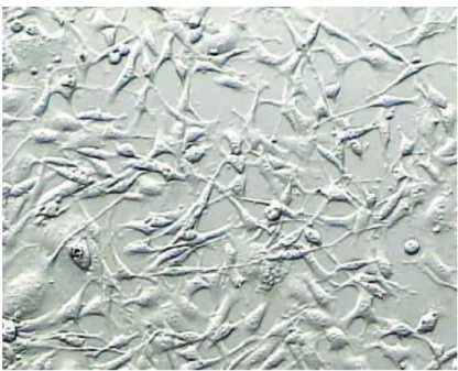 Fig 2 shows the confluent monolayer of TC-1 cells. 