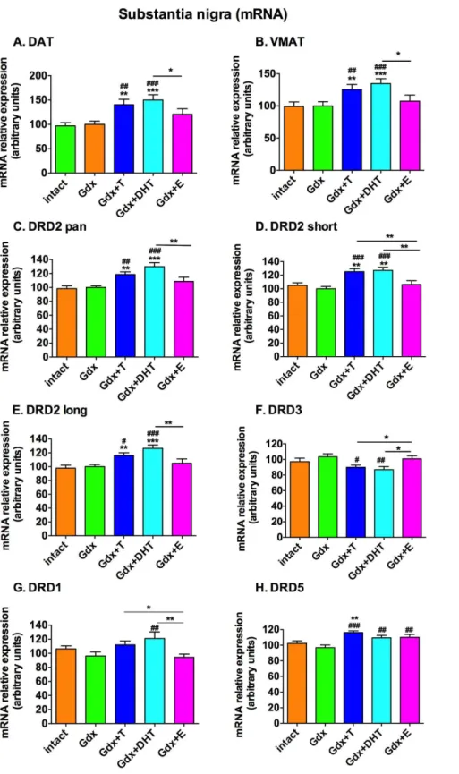 Figure 1. Effect of gonadectomy and sex steroid replacement on presynaptic dopamine transporter and dopamine receptor mRNA expression in the substantia nigra of adolescent male rats
