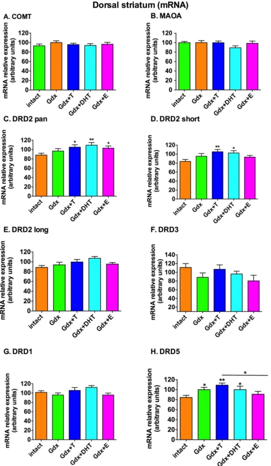 Figure 2. Effect of gonadectomy and sex steroid replacement on dopamine metabolic enzyme and dopamine receptor mRNA expression in the dorsal striatum of adolescent male rats