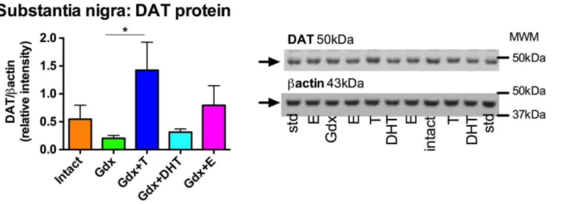 Figure 3. Effect of gonadectomy and sex steroid replacement on dopamine transporter protein in the substantia nigra of adolescent male rats