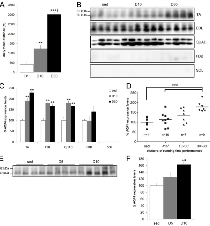 Figure 1. AQP4 protein expression after endurance exercise in rats. A) Daily mean distance at day 1 (D1), day 10 (D10) and day 30 (D30).