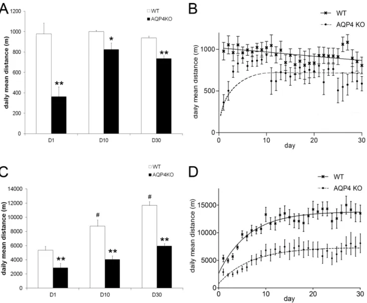 Figure 5. Treadmill and wheel running exercise in WT and AQP4 KO mice. A) Daily mean distance at D1, D10 and D30 of treadmill activity.