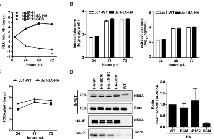 Fig 5. Loss of assembly competence of NS5A basic cluster mutant is not linked to altered NS5A - core interaction