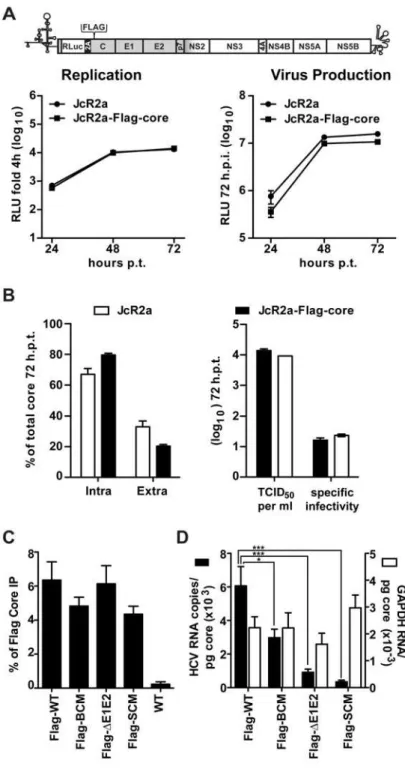 Fig 6. NS5A basic cluster mutant has a defect in core—HCV RNA association. (A) No impact of a Flag- Flag-tag inserted into core protein of a HCV reporter genome (JcR2a) on viral RNA replication and production of infectious virus particles