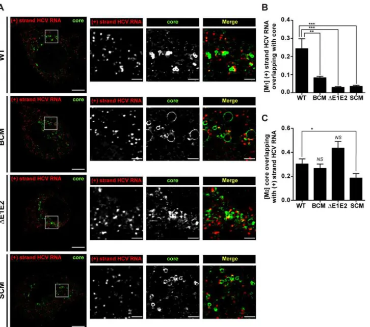 Fig 7. Impact of basic cluster mutations in NS5A on colocalization of HCV positive strand RNA with core protein
