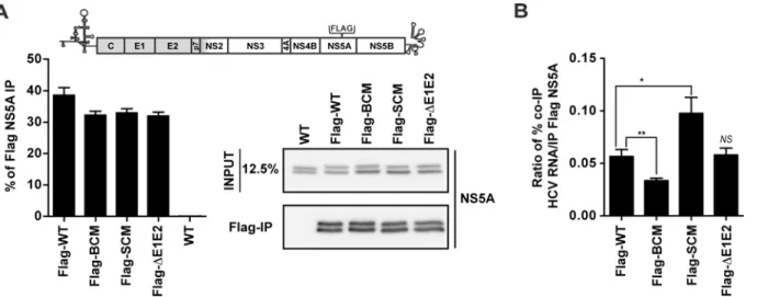 Fig 8. Mutations affecting the NS5A basic cluster reduce interaction with HCV RNA. (A) Schematic representation of the Jc1 genome containing a Flag- Flag-tag in NS5A DII