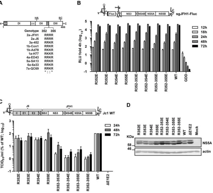Fig 1. Impact of mutations affecting the basic cluster motif in NS5A DIII on RNA replication and virus production