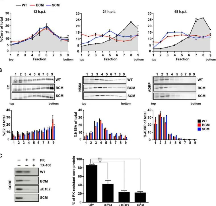 Fig 3. NS5A basic cluster mutant is impaired in core envelopment. (A) Huh7-Lunet cells were transfected with RNA genomes specified in the top: Jc1 wildtype (WT), NS5A R352-355E basic cluster mutant (BCM) and NS5A serine cluster mutant S452/454/457A (SCM)
