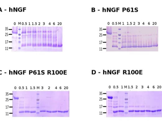 Fig 1. Kinetics of proteolytic cleavage of proNGF WT and mutants. Representative SDS-PAGE of hproNGF WT (panel A), hproNGF P61S (panel B), hproNGF P61SR100E (panel C), hproNGF R100E (panel D) digested by trypsin