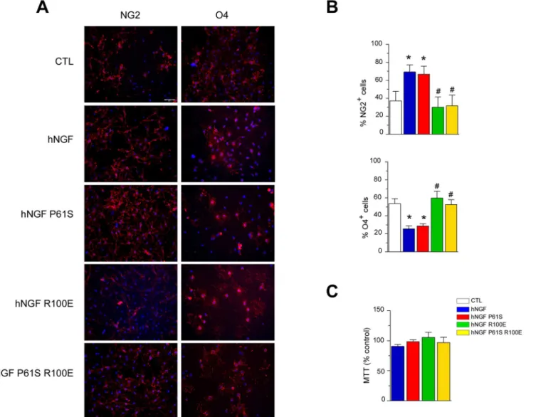 Fig 6. hNGF WT and mutants bioactivity on in vitro differentiation of purified primary rat OPCs