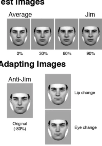 Figure  2.    Sample  test  and  adapting  stimuli  used  in  the Standard  and  Attention-control  attention  condition  of  the adaptation task (exemplars from the Dan and Jim identity pair  are  shown  here)