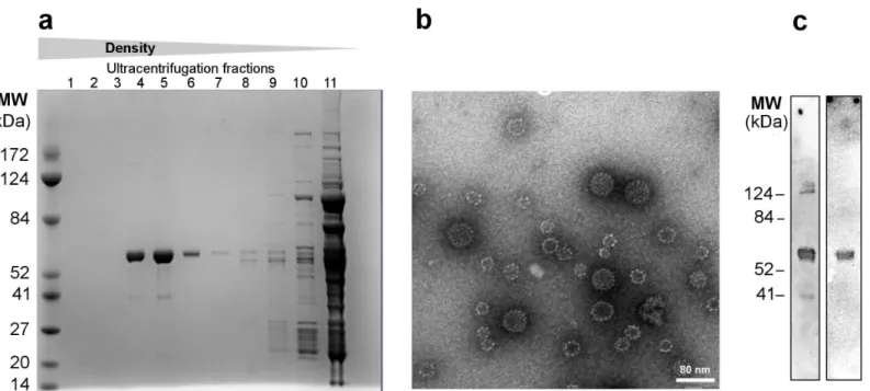 Fig 2. Verification of self-assembly and subsequent in vitro biotinylation of HPV16 Avi-L1 VLPs a Purification of HPV16 Avi-L1 VLPs (HI) VLPs was performed by ultracentrifugation (UC) on an iodixanol (Optiprep TM ) density-gradient (27%/33%/39%)