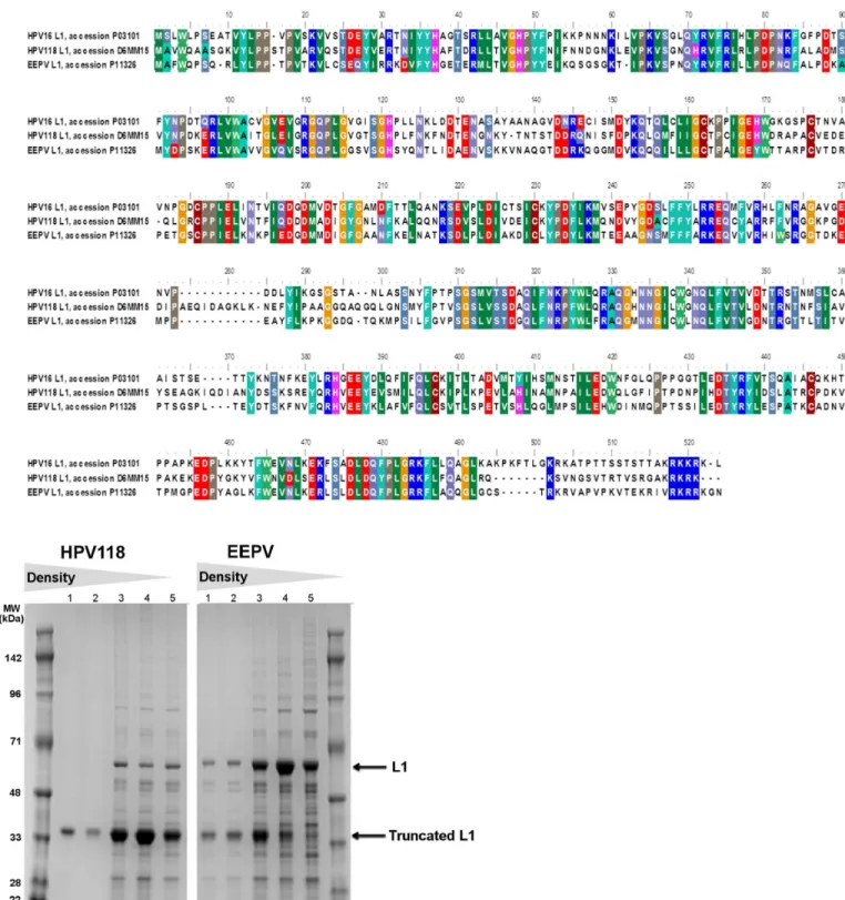 Fig 4. Other PV VLPs with AviTag TM inserted in DE-loop. The HPV16 L1 VLP was used as VLP platform for proof of concept in this study