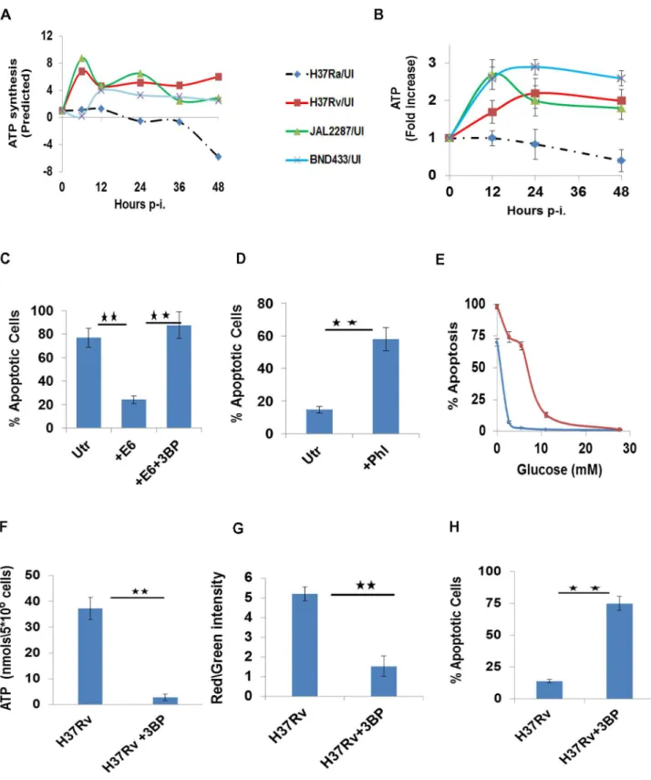 Figure 5. Perturbations in glycolytic flux control host cell death pathways. A. Estimated modulations in the cellular ATP synthesis rates, as a function of the duration of infection with the individual strains, are depicted as a ratio over the basal values