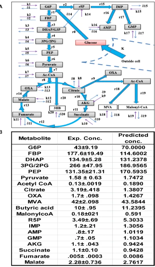 Figure 2. The CCM pathways captured by the ODE model. A. Figure depicts the uptake of glucose by the cells (K, rate of uptake), and its subsequent recruitment into the CCM pathways