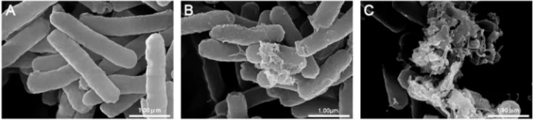 Figure 10. TEM micrographs of E. coli ATCC25922 treated by peptide at 16 MIC. (A) Control, (B) R-FV-I16 for 30 min, (C) R-FV- I16 for 120 min