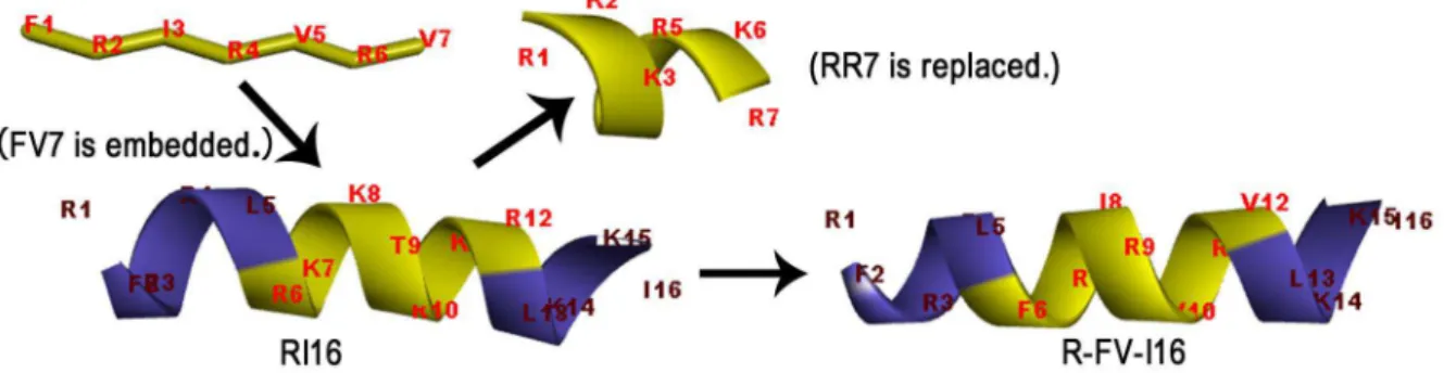 Figure 1. Three-dimensional structure projections of peptides and the process of embedded-hybrid.