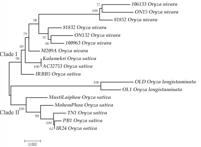 Fig 4. A neighbor joining gene tree of all studied individuals at xa5 locus. The tree was constructed with 10,000 bootstrap values