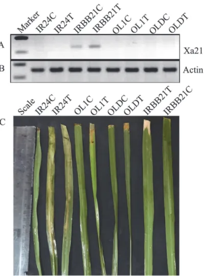 Fig 2. Semi-quantitative PCR analysis of Xa21 alleles in control and treated samples of IR24, IRBB21, OL1 and OLD