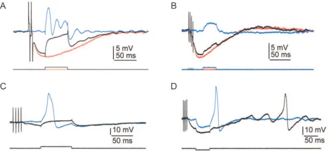 Figure 3. Physiological characteristics of hair cells and electrophysiological effects of efferent stimulation