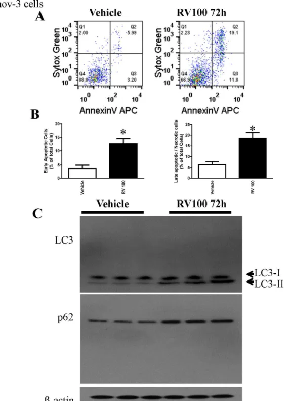 Fig 5. Resveratrol induced apoptosis and autophagy in Caov-3 cells. A. Caov-3 cells were treated with 30 μM resveratrol for 72 h, and cell death was determined by flow cytometry