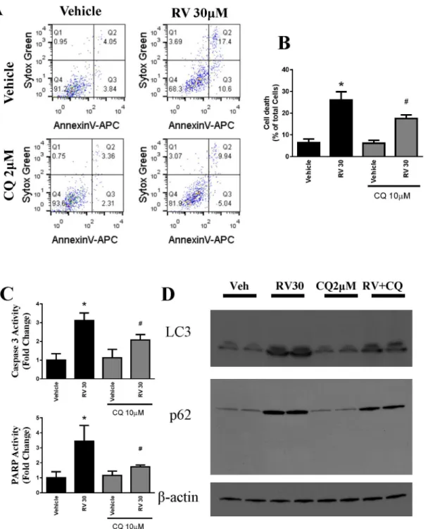 Fig 6. Pharmacological inhibition of autophagy protects ovarian cancer cells OVCAR-3 against resveratrol-induced cell death