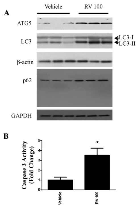 Fig 3. Resveratrol induced apoptosis and autophagy in OVCAR-3 cells at a lower dose. A