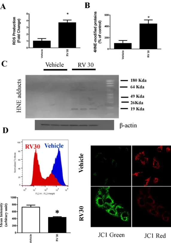 Fig 4. Generation of ROS by resveratrol (30 μM) in ovarian cancer cells OVCAR-3. A. Intracellular ROS of OVCAR-3 were measured by flow cytometry using H 2 DCFDA and expressed as the fold change