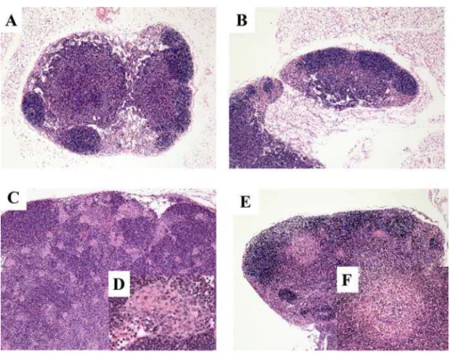 Figure 6. Histopathology of Mouse Lymph Nodes