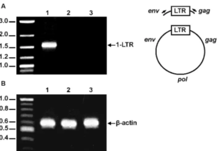 Figure 6. Analysis of the replication capacity of the SIV FIV CA-p1-NC(1–9) chimera in permissive 293T cells by detecting the nuclear circular forms of unintegrated viral DNA