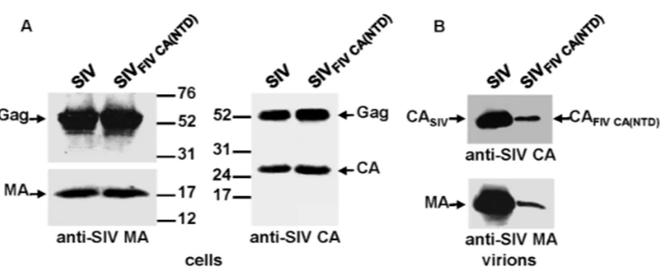 Figure 7. Effect of the replacement of the SIV CA-NTD by its FIV counterpart on Gag assembly